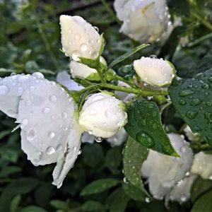 Parfymolja jasmin
