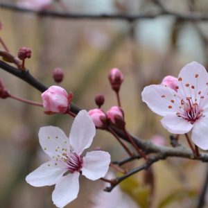 Körsbärsblomma eterisk olja – 10ml