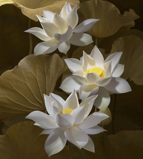 Parfymolja Lotusblomma