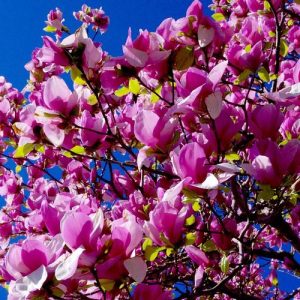 Parfymolja japansk magnolia