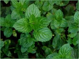 Pepparmynta eterisk olja – 10ml