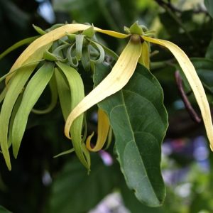 Ylang Ylang III eterisk olja – 10ml